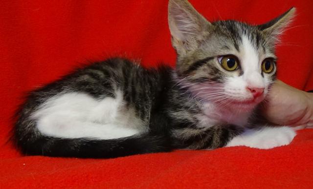 multimedia-foto45955-680-3