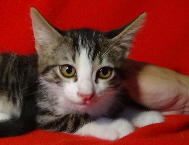 multimedia-foto45956-680-3