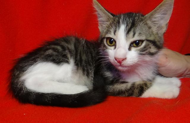 multimedia-foto45958-681-3