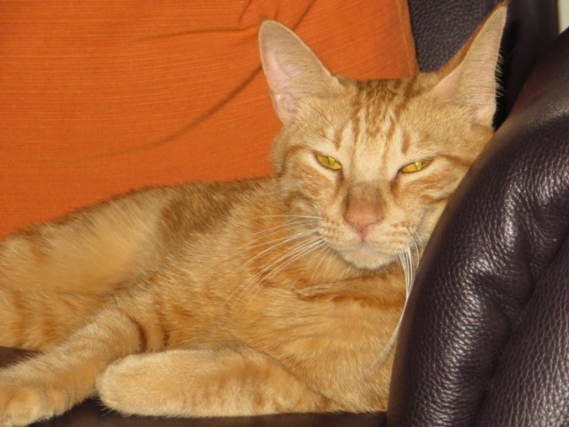 multimedia-foto46064-885-3