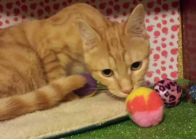 multimedia-foto46072-366-3