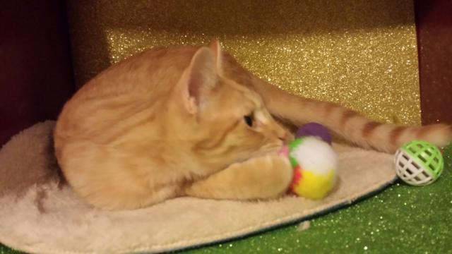 multimedia-foto46073-366-3