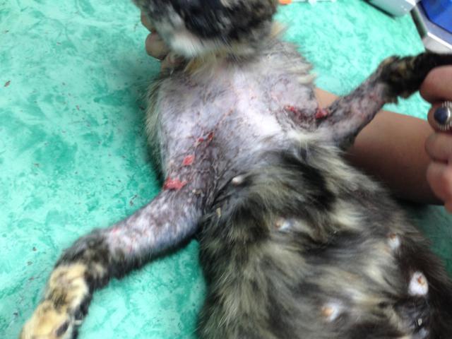 multimedia-foto46082-762-3