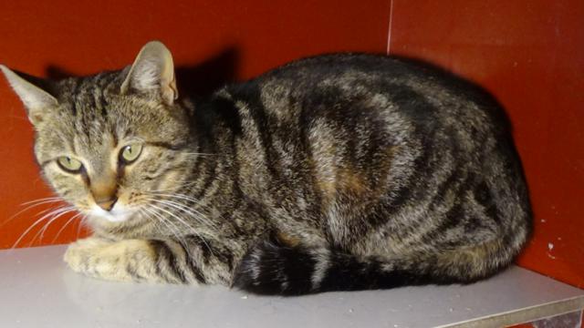 multimedia-foto46090-351-3