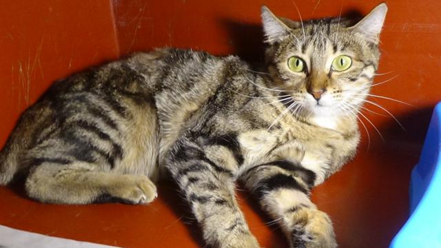 multimedia-foto46095-682-3