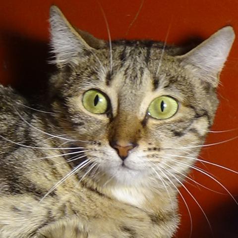 multimedia-foto46097-683-3