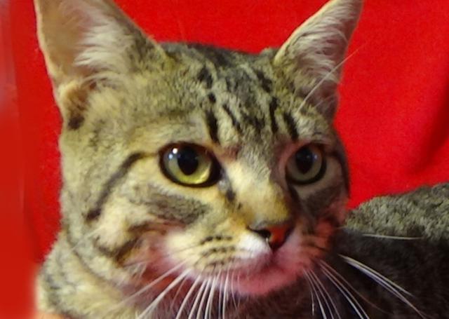 multimedia-foto46106-443-3