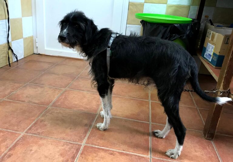 multimedia-foto46163-528-3