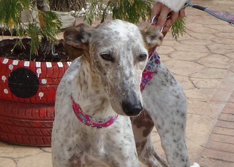 multimedia-foto46223-863-3