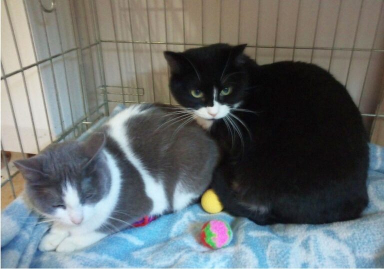 multimedia-foto46239-209-3