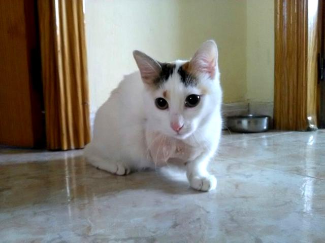 multimedia-foto46280-482-3