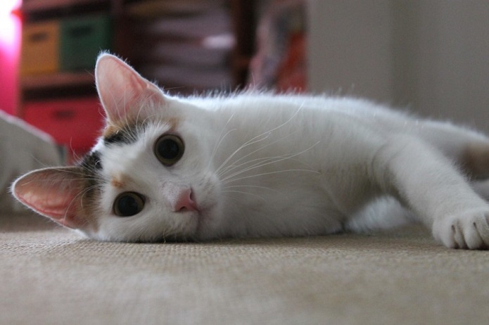 multimedia-foto46281-482-3