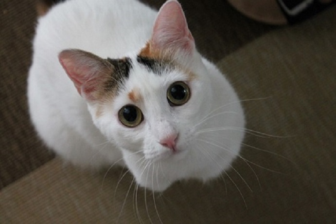 multimedia-foto46283-483-3