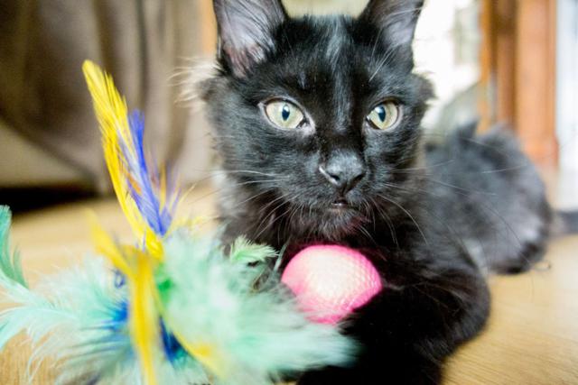 multimedia-foto46295-57-3