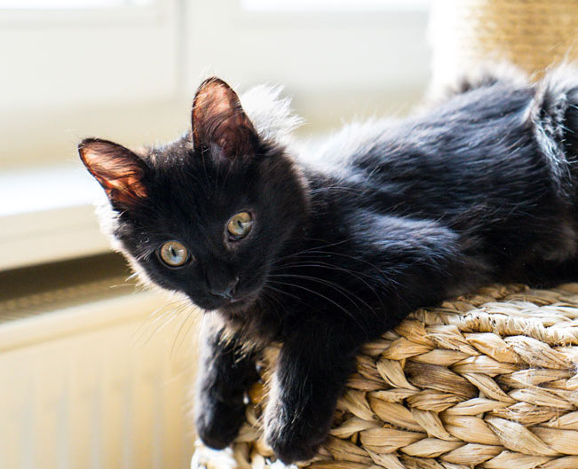 multimedia-foto46296-57-3