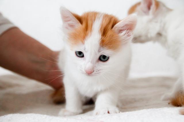 multimedia-foto46305-417-3