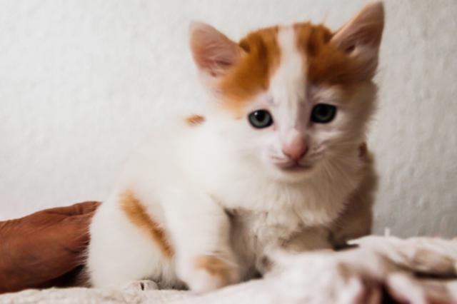 multimedia-foto46306-417-3