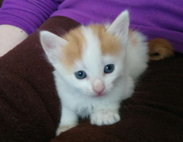 multimedia-foto46307-417-3