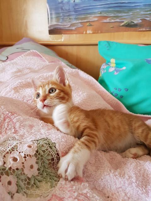 multimedia-foto46324-264-3