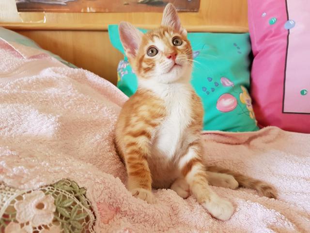 multimedia-foto46325-264-3