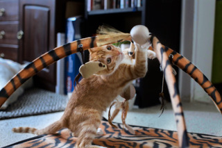 multimedia-foto46326-265-3