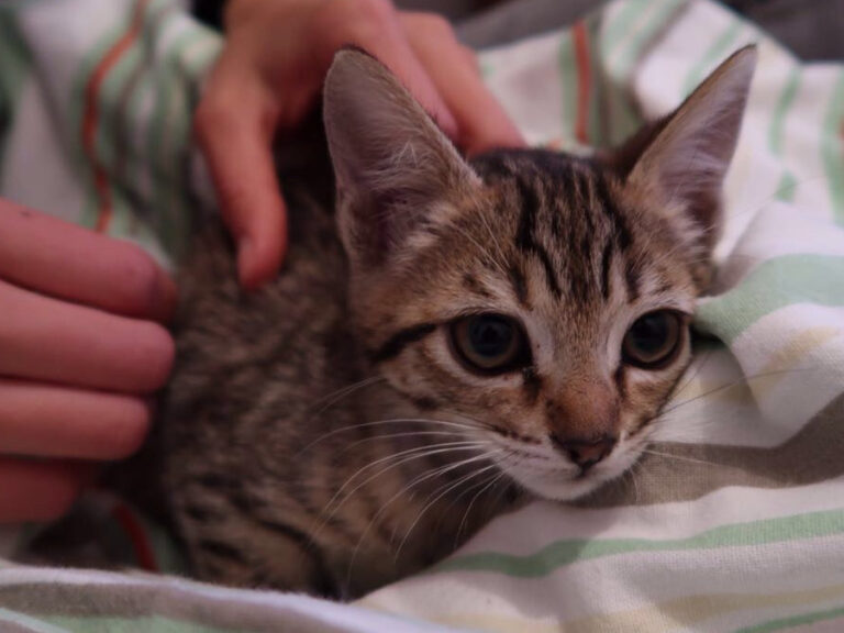 multimedia-foto46334-992-3