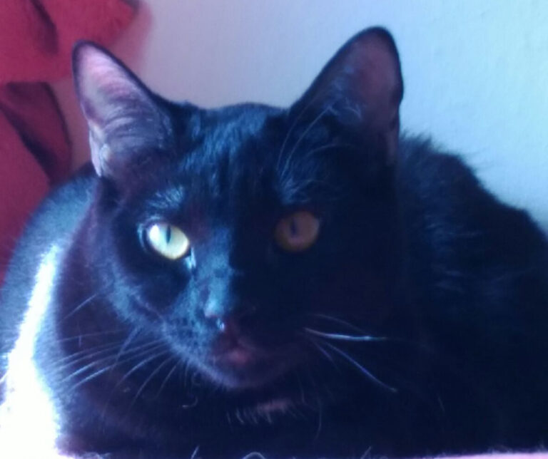 multimedia-foto46342-392-3