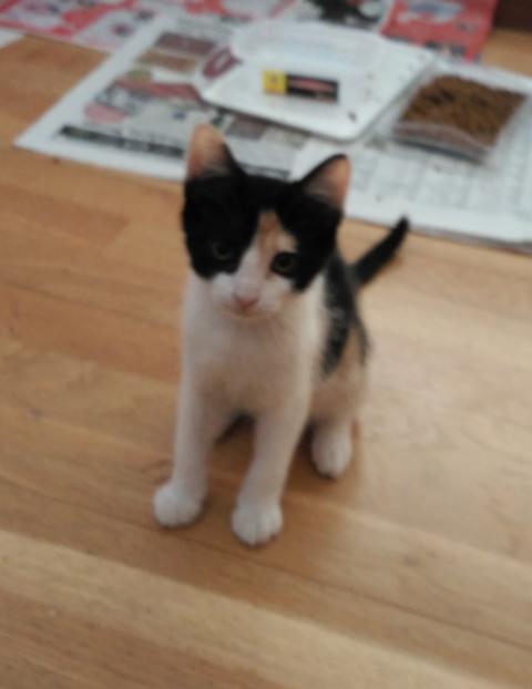 multimedia-foto46361-782-3