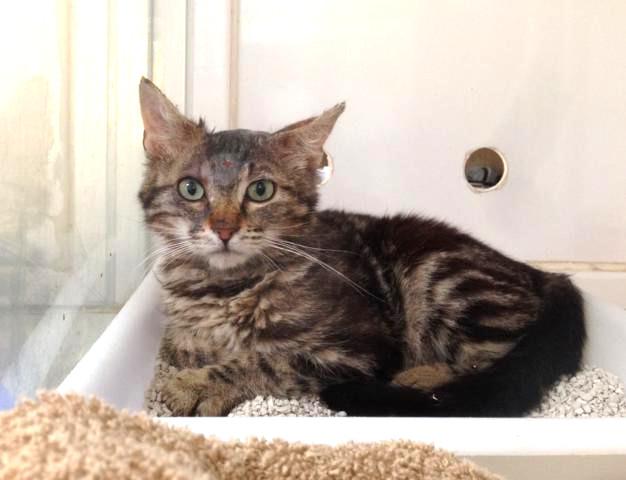 multimedia-foto46405-912-3