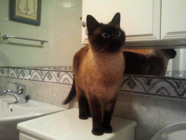 multimedia-foto46412-451-3