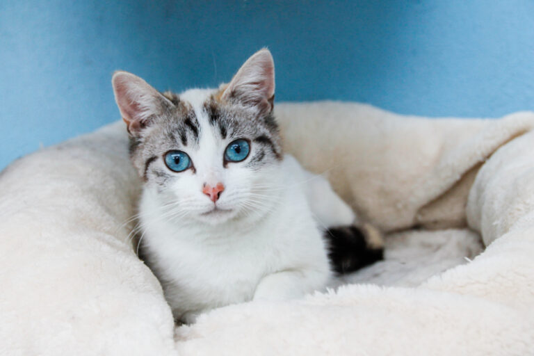 multimedia-foto46458-204-3