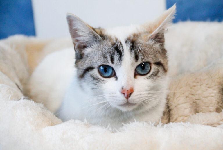 multimedia-foto46462-207-3