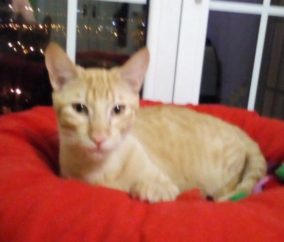 multimedia-foto46471-600-3