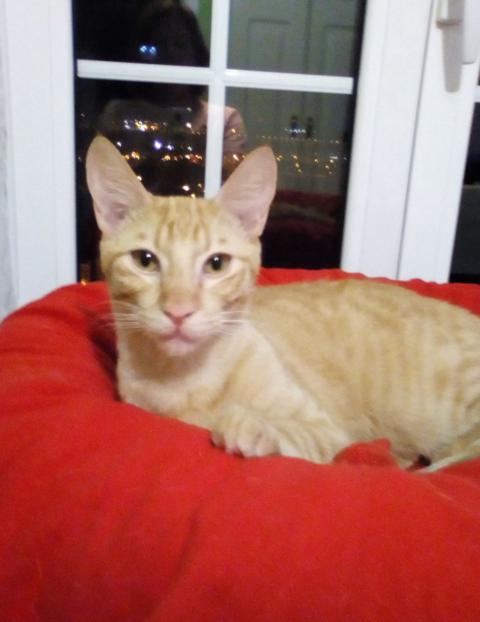 multimedia-foto46472-600-3