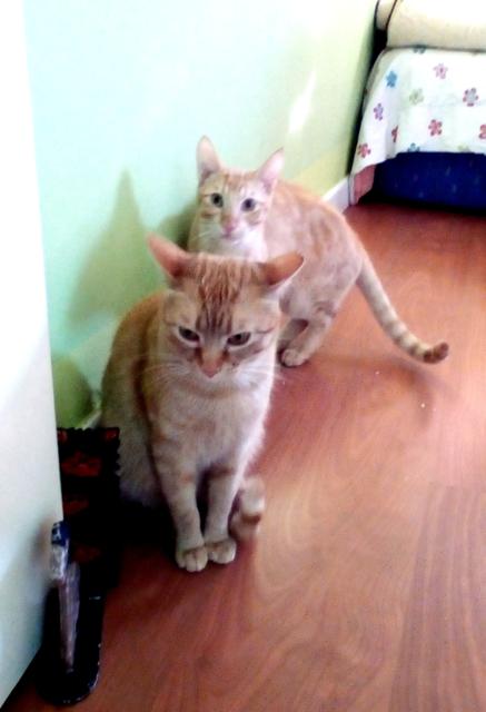 multimedia-foto46482-30-3