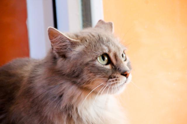 multimedia-foto46546-823-3