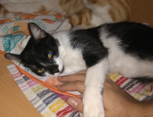 multimedia-foto46720-268-1