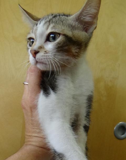 multimedia-foto46752-781-1