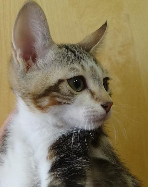 multimedia-foto46753-782-1