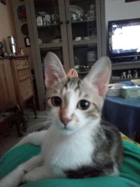 multimedia-foto46754-782-1