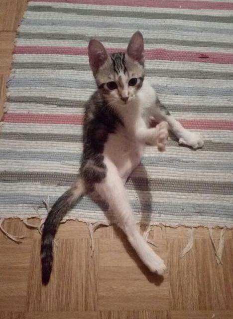 multimedia-foto46755-783-1