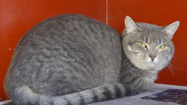 multimedia-foto46764-329-1