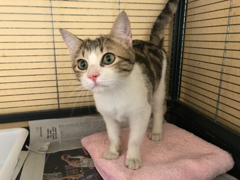 multimedia-foto46800-200-1