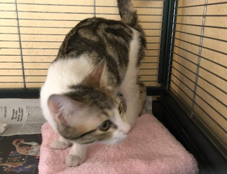 multimedia-foto46802-202-1