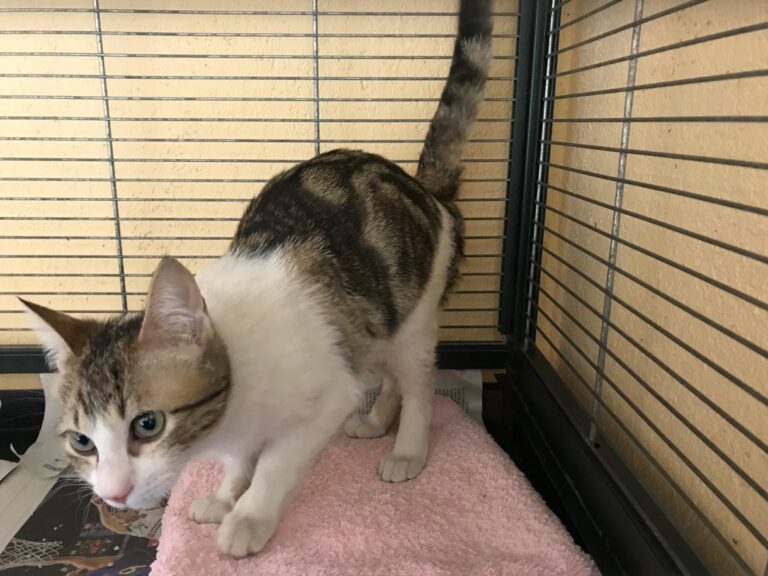 multimedia-foto46803-203-1