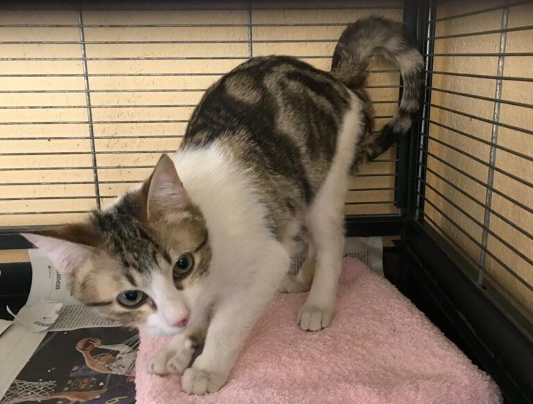 multimedia-foto46805-204-1