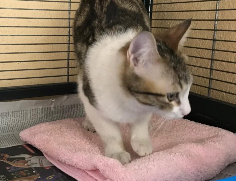 multimedia-foto46806-252-1