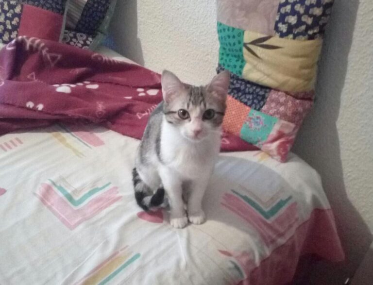 multimedia-foto46807-253-1