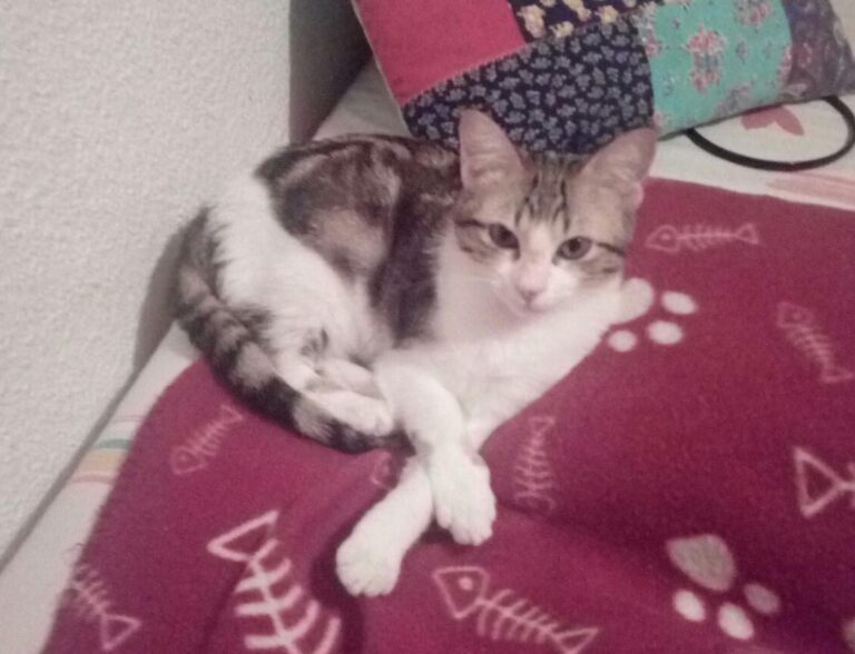 multimedia-foto46808-253-1