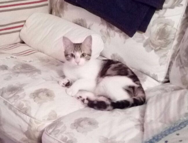 multimedia-foto46828-626-1